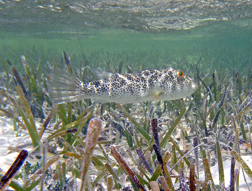 Checkered puffer